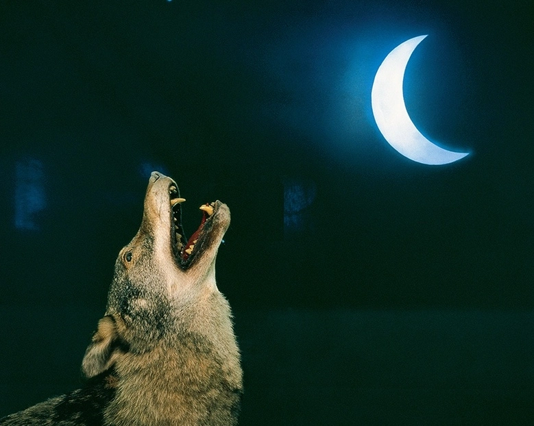 Lobo, Museu de História Natural, Lisboa