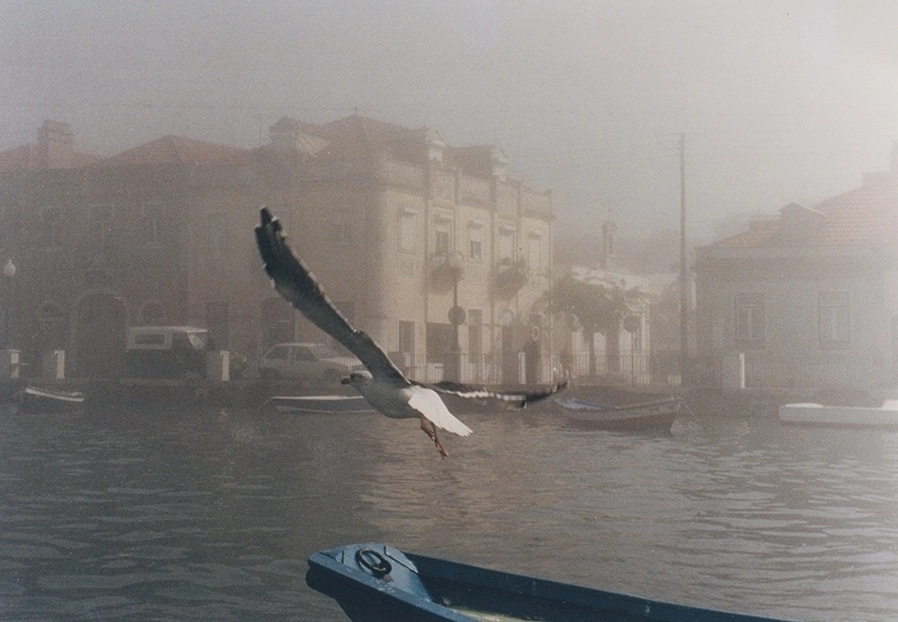 Gaivota no Seixal