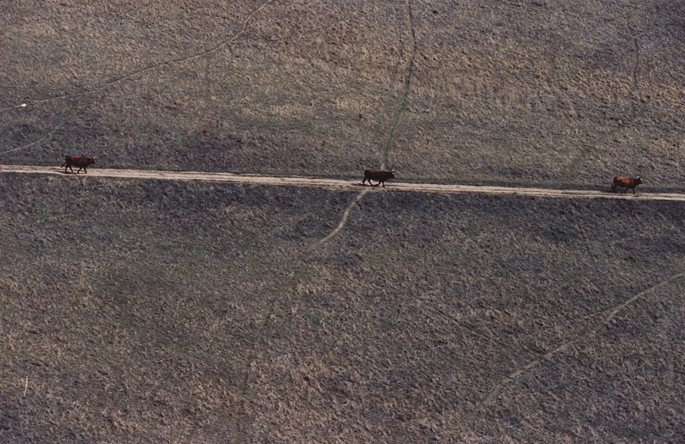 Foto aérea vacas Évora