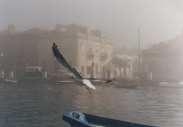 Gaivota no Seixal