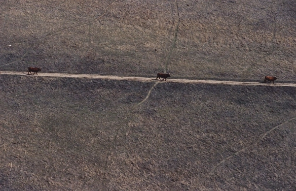 Foto aérea vacas Évora